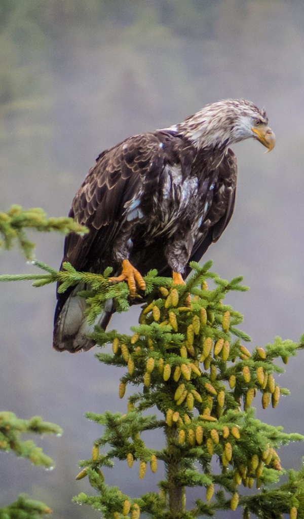 Орел на ветке хвойного дерева