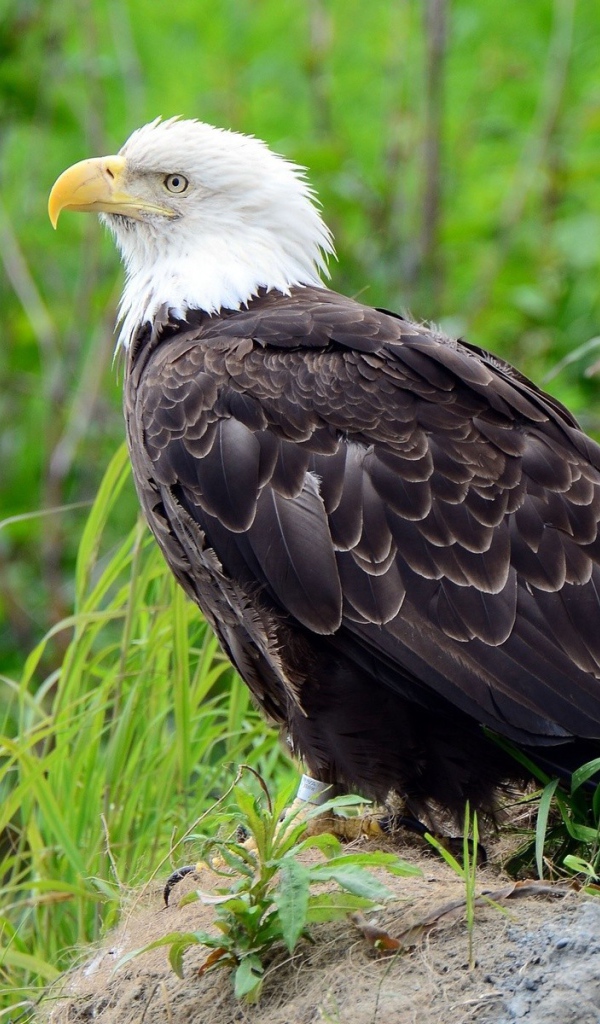 Орел на камне в траве
