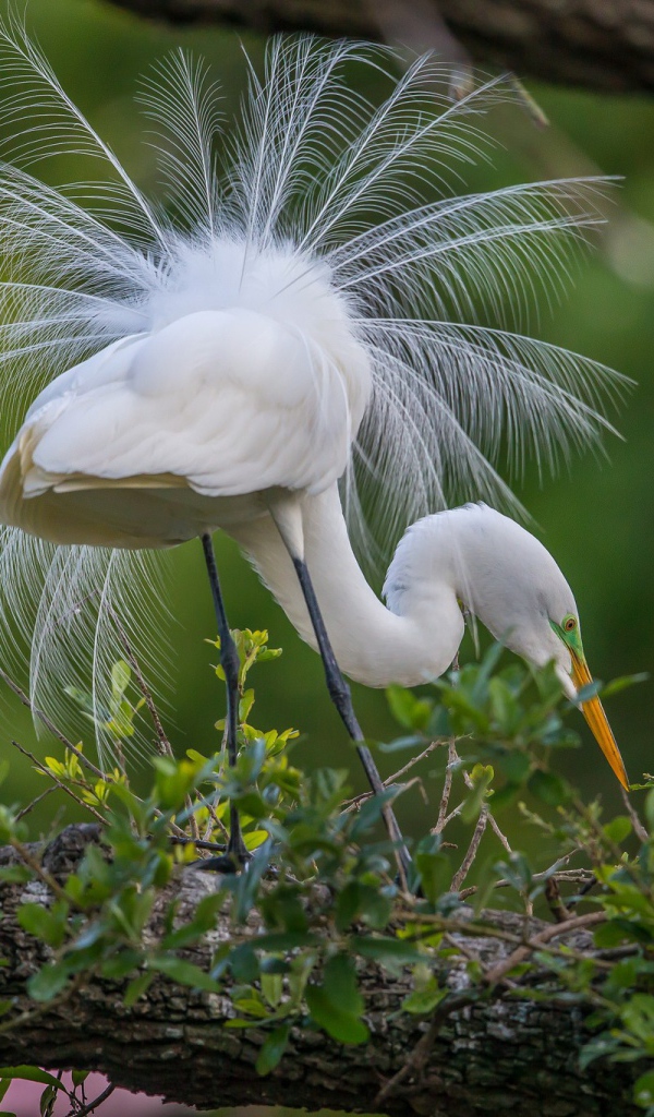 Белая цапля с роскошным хвостом
