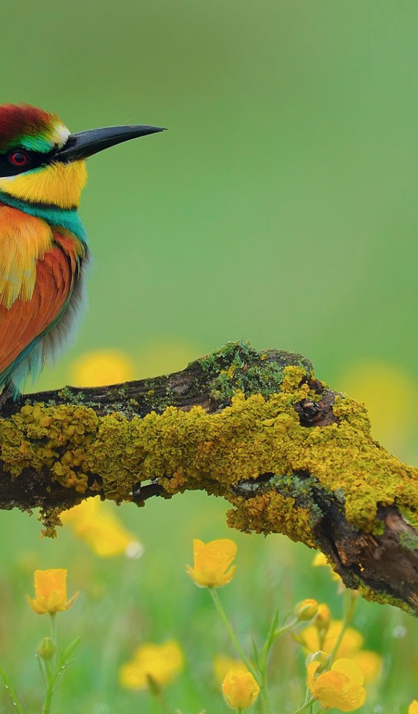 Птица золотистая щурка