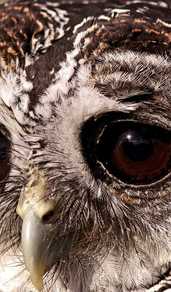 Выразительные глаза грустной совы