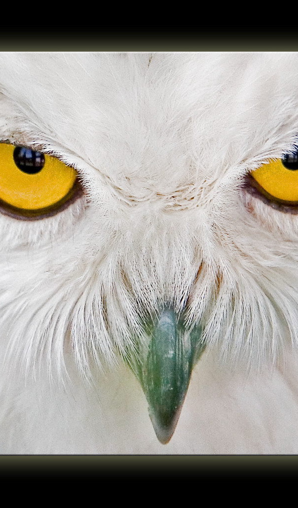 Глаза белой совы