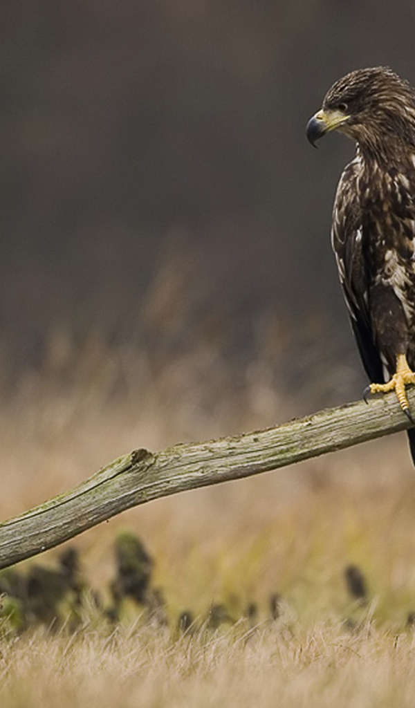 Сокол и сорока