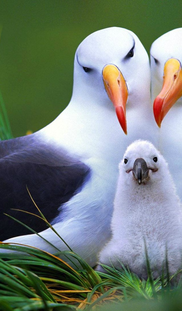 Семья птиц альбатросов