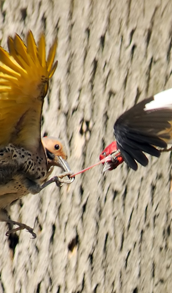 Драка птиц за добычу