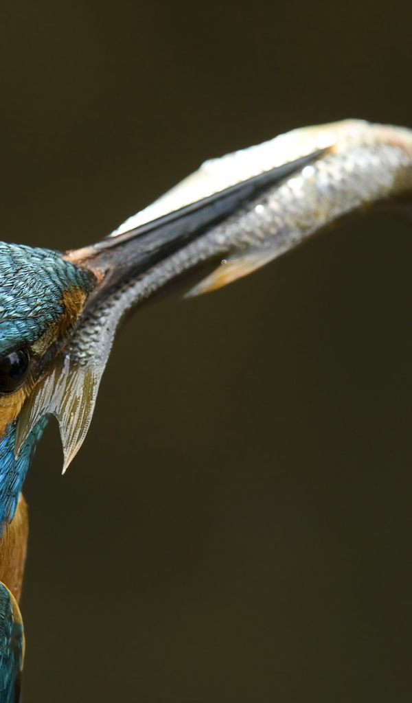 Рыба в клюве зимородка