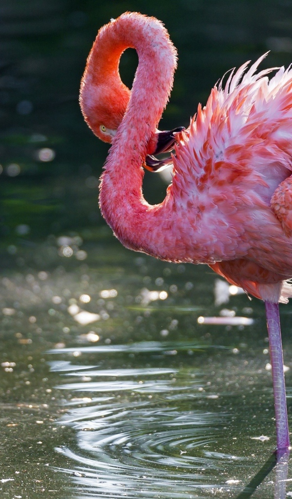 Фламинго чистит свои перья