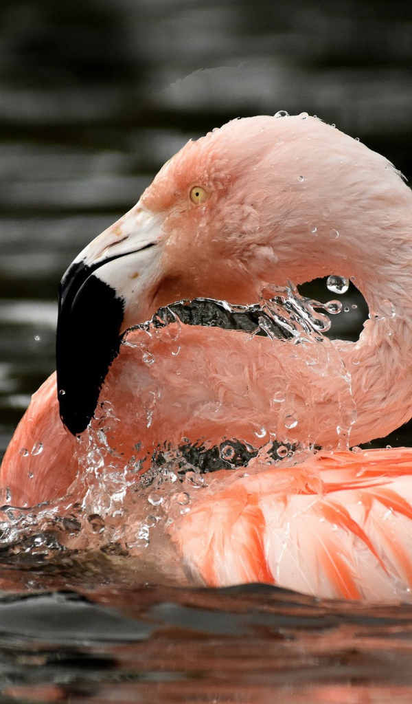 Фламинго в воде