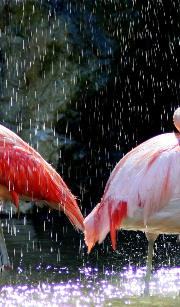 Фламинго под каплями воды