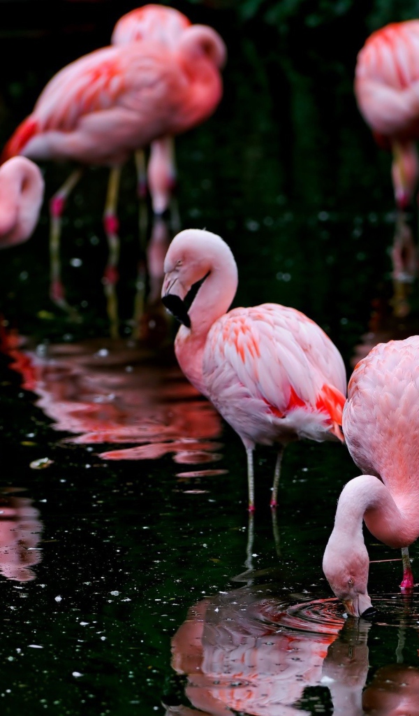 Фламинго кормятся на озере