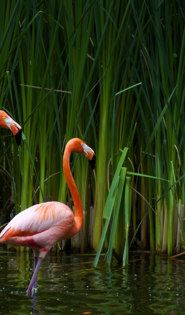 Фламинго в камышах