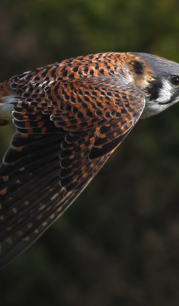 Полет сокола на фоне зелени