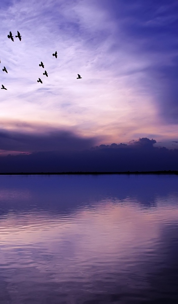 Стая птиц летит над озером