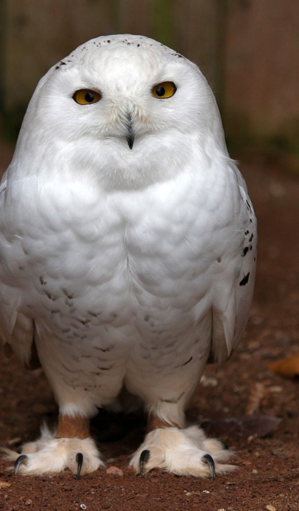 Пушистая белая сова