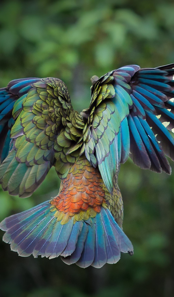 Полет красочной птицы