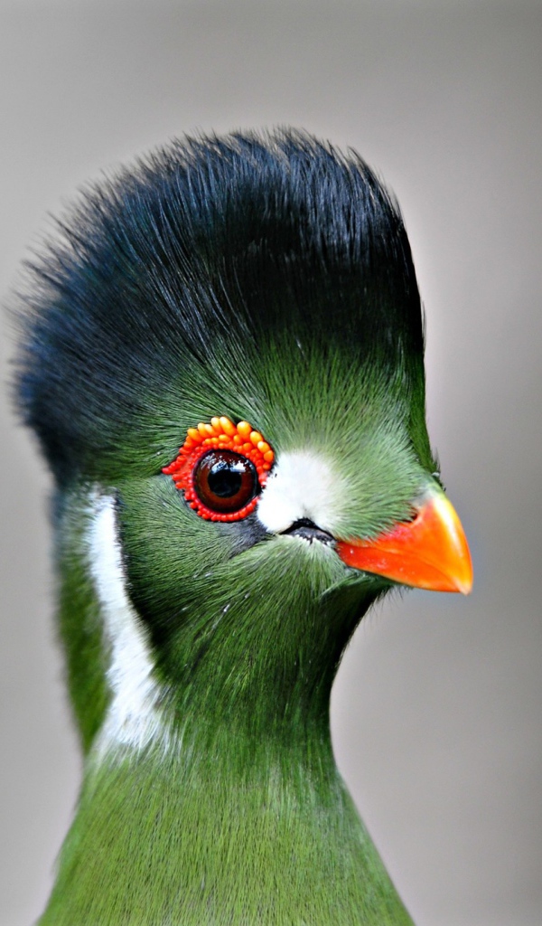 Забавная птица турако