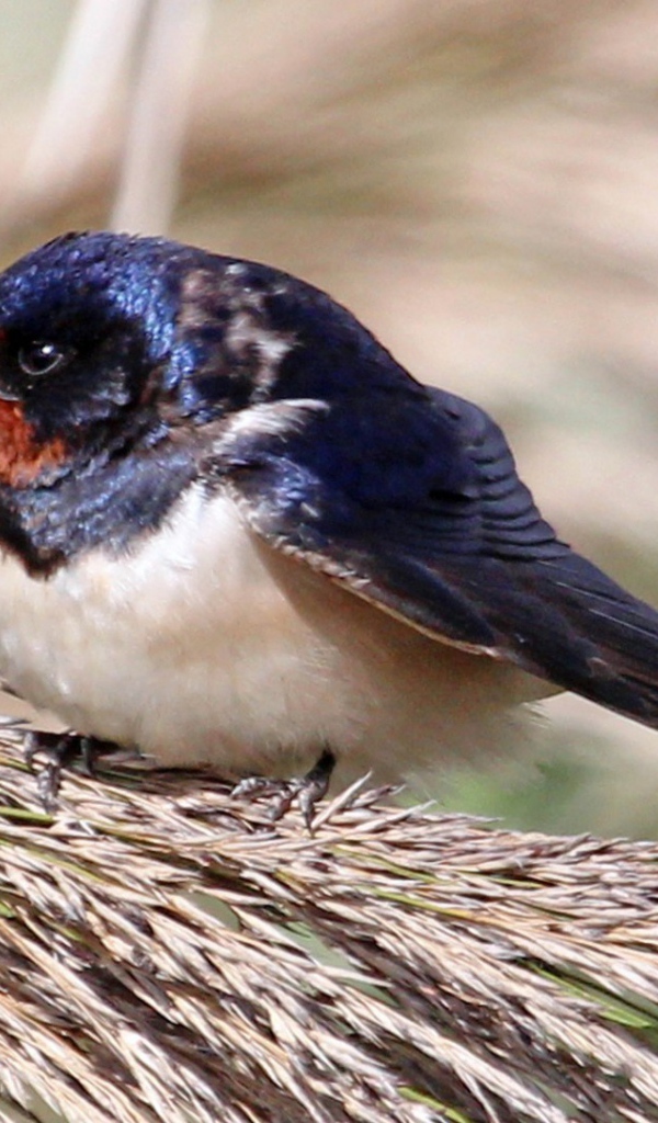 Забавная птица сидит на пучке травы
