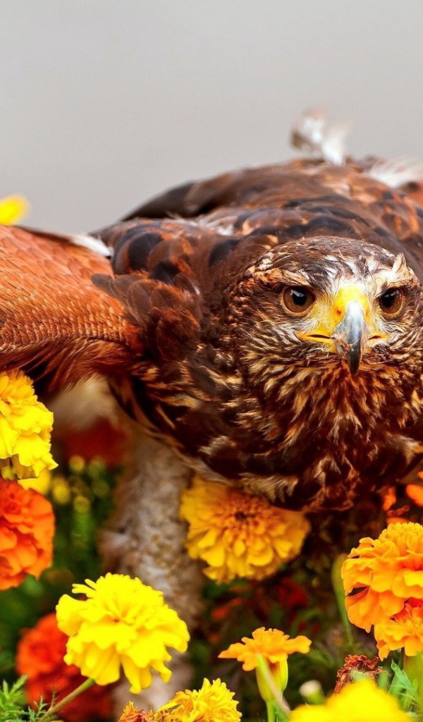 Золотой орел в цветах