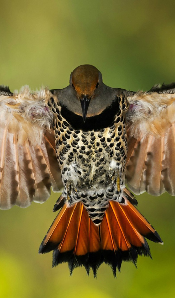 Золотой ширококлювый дятeл