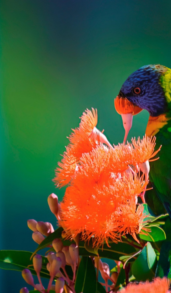 Зеленый попугай на красных цветах