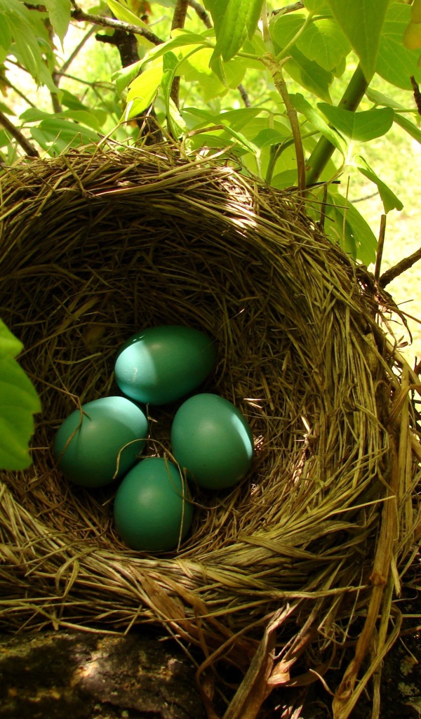 Зеленые яйца в гнезде