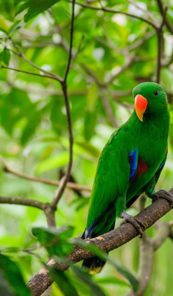 Зеленый попугай с оранжевым клювом сидит на ветке