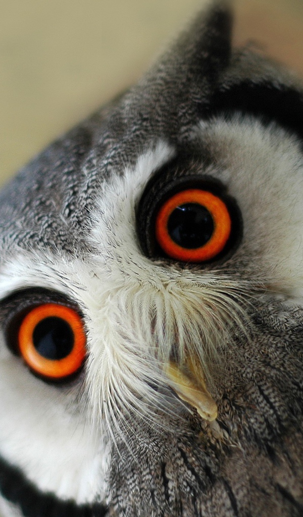 Серая сова с оранжевыми глазами