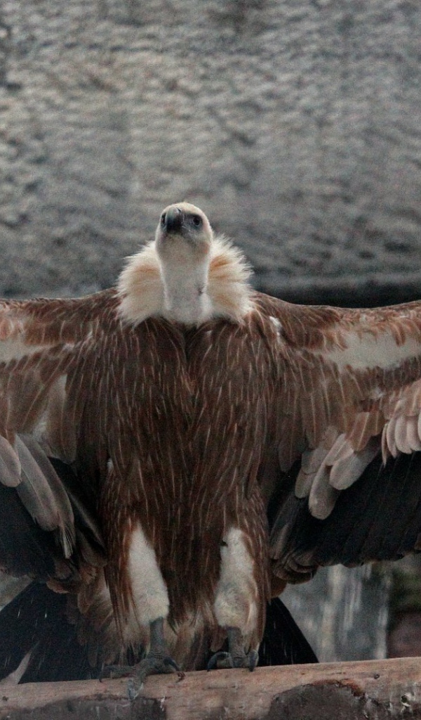 Белоголовый сип в Московском зоопарке
