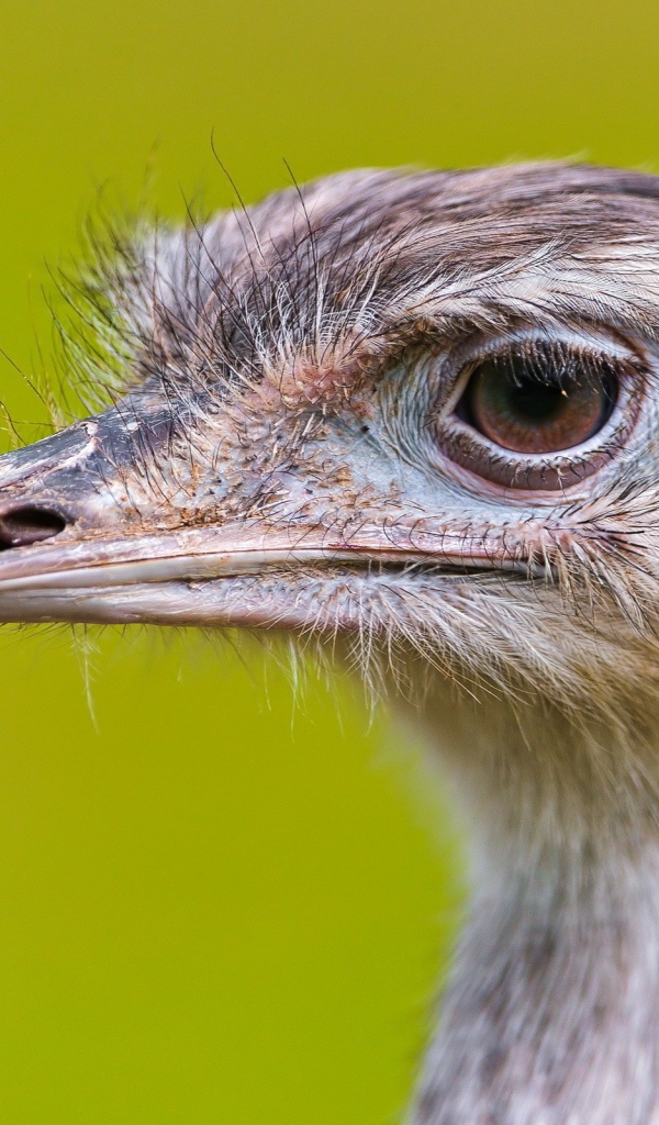 Голова страуса на зеленом фоне