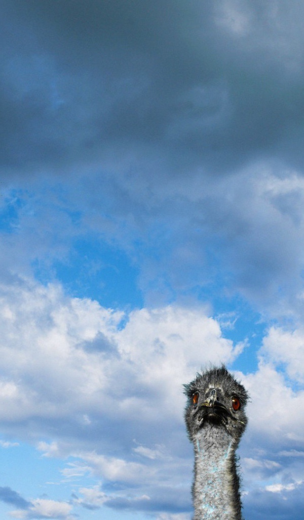 Головы трех страусов