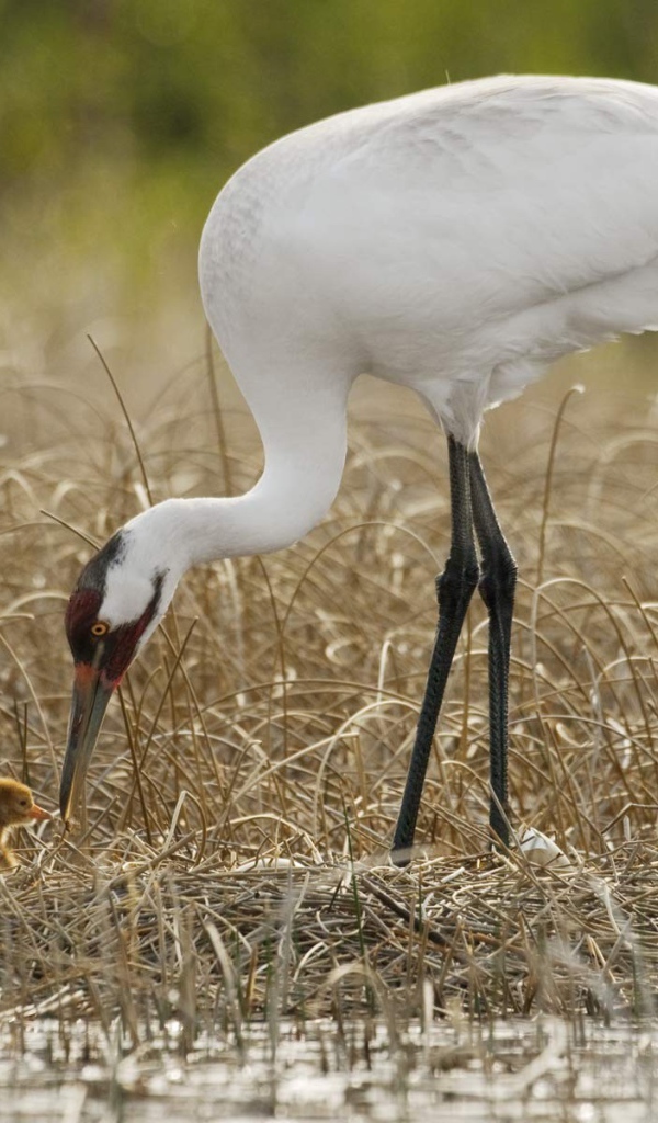 Цапля с детенышем на болоте