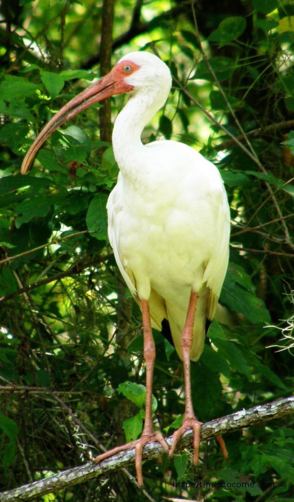Цапля с желтыми перьями