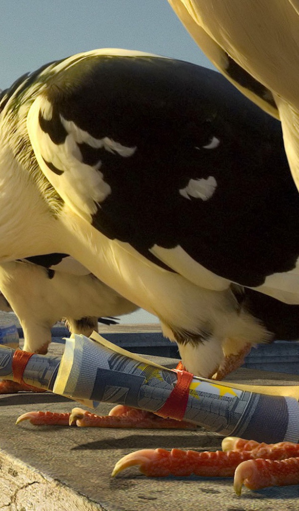 Почтовые голуби с посланиями на лапах