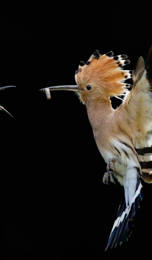 Удод кормит птенца