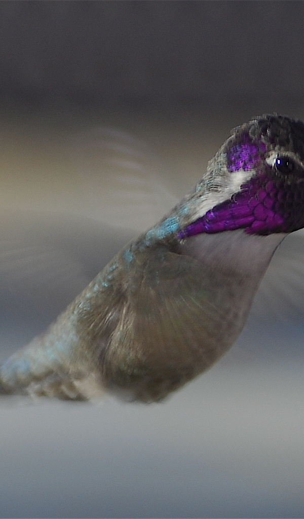 Колибри около розового цветка