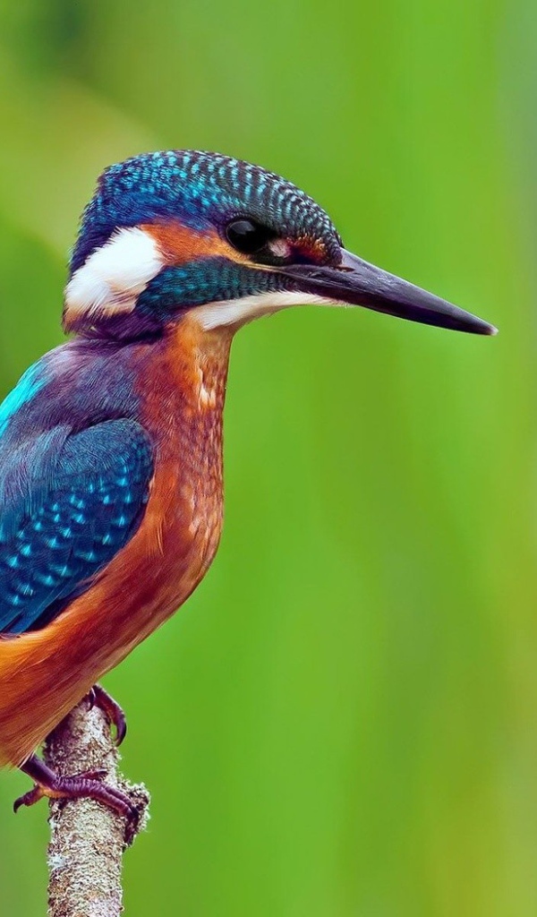 Птица зимородок сидит на ветке на фоне зелени