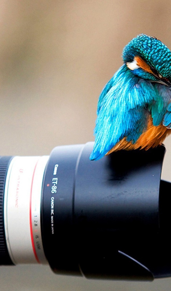 Птица зимородок сидит на фотоаппарате