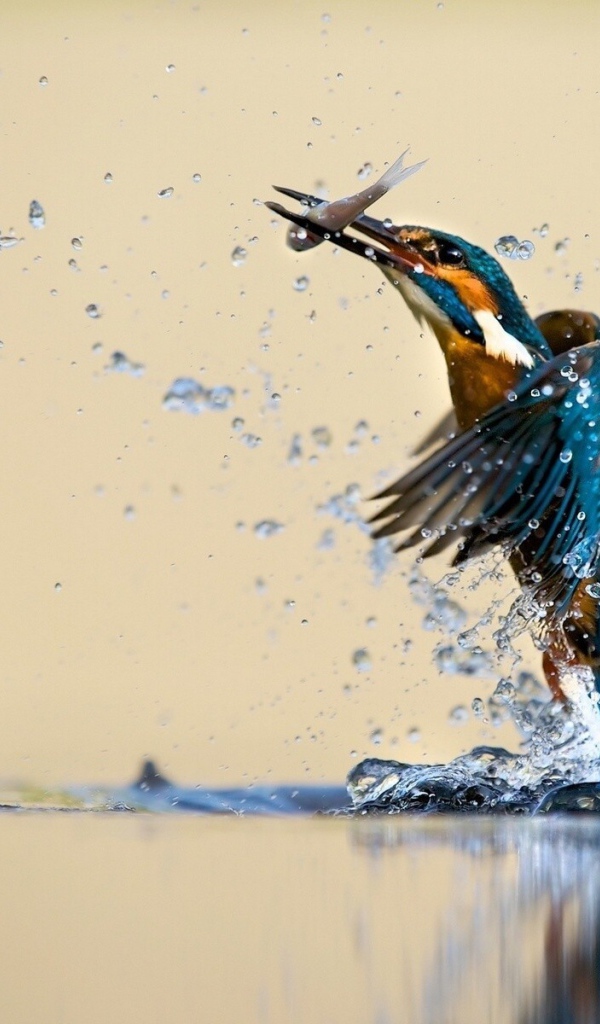 Зимородок поймал рыбку