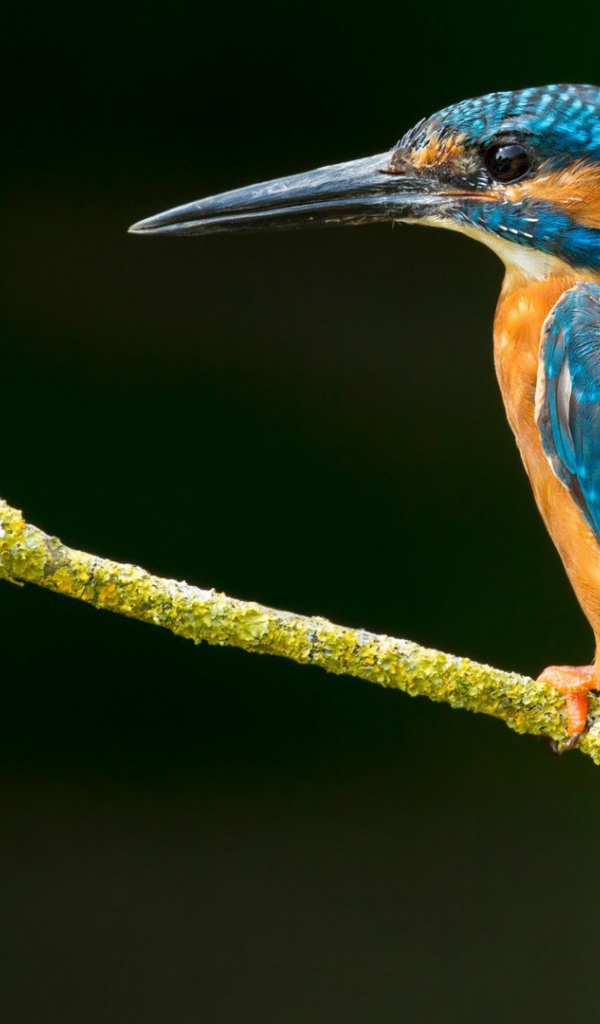 Зимородок на зеленой ветке