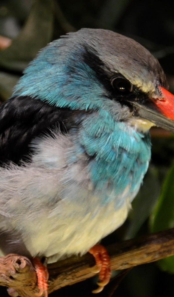 Зимородок с красным клювом