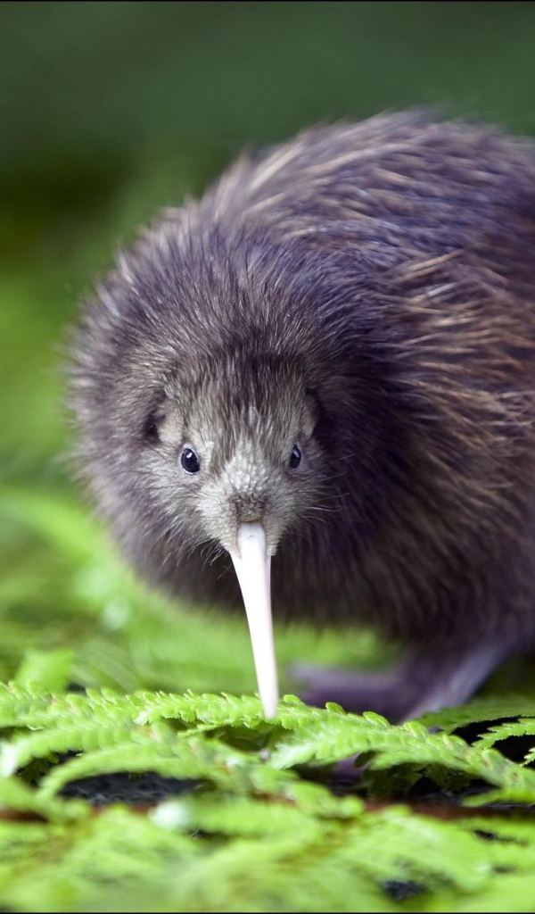 Птица киви среди зелени