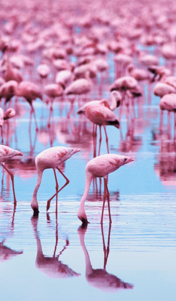 Озеро розовое от обилия фламинго