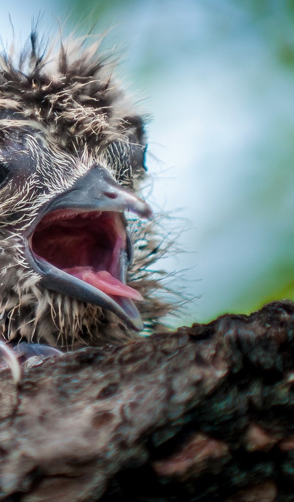 Маленький птенец в гнезде