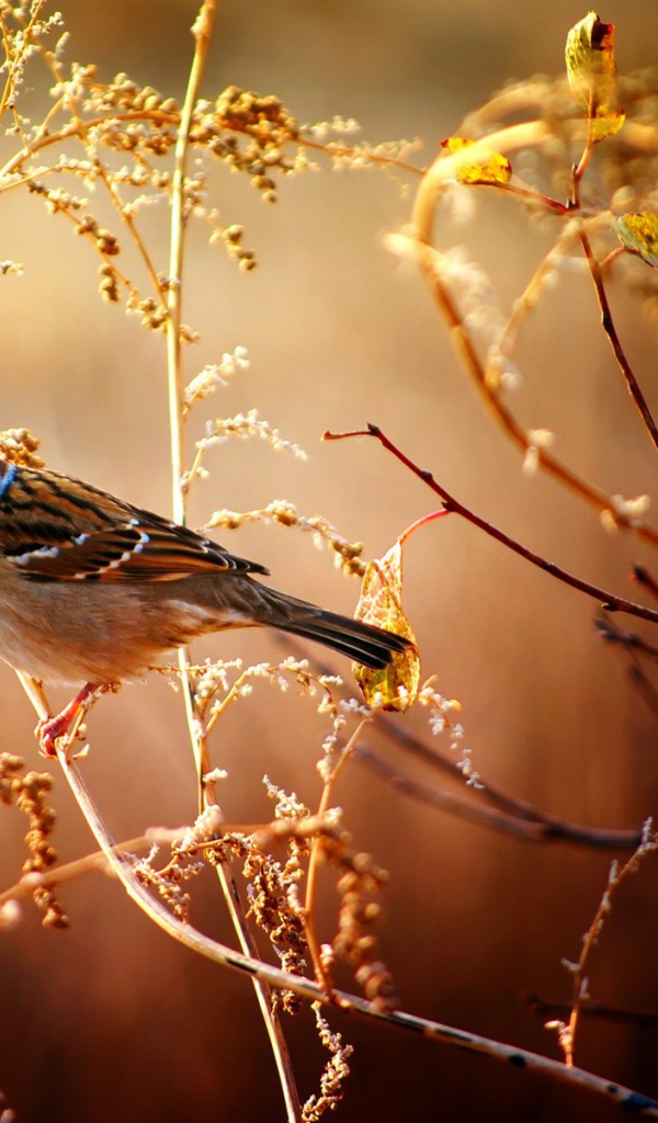 Маленький воробей сидит на ветке