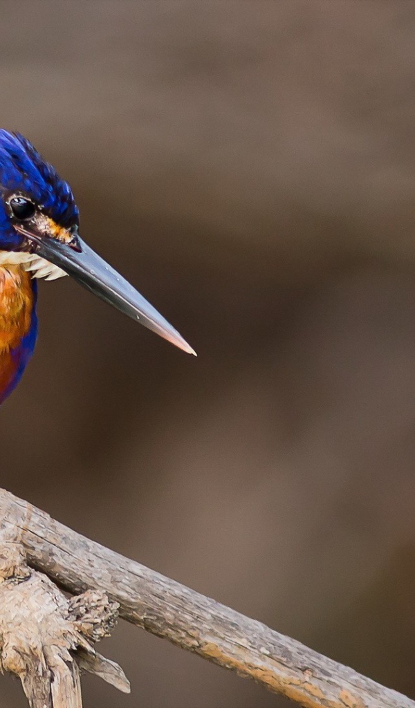 Длинноклювая птица зимородок