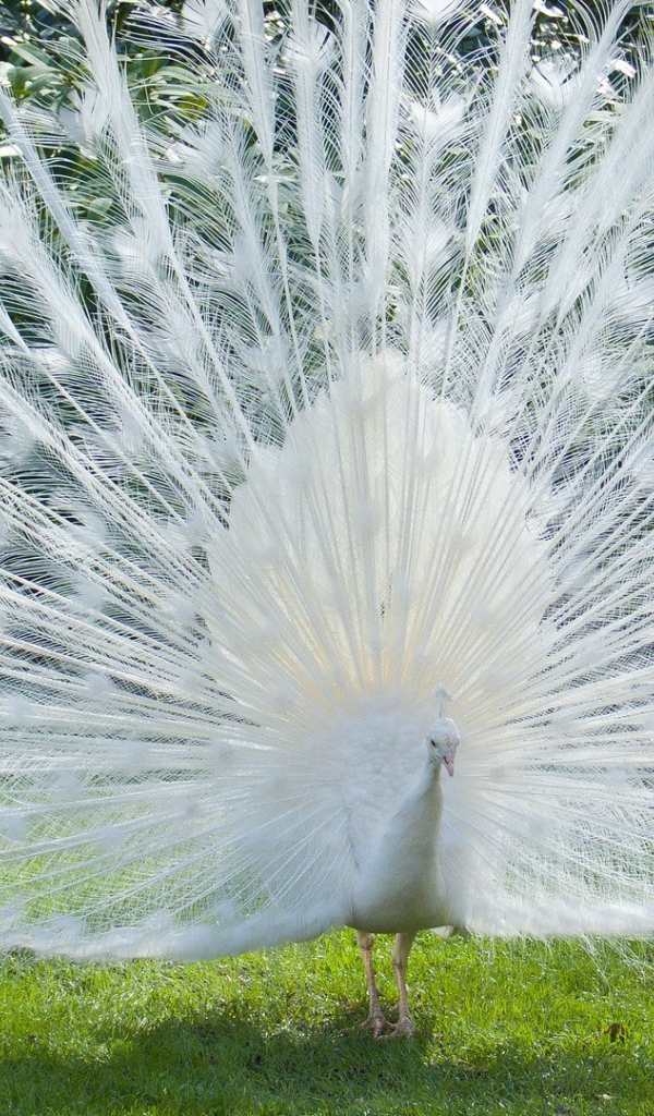 Роскошный хвост белого павлина