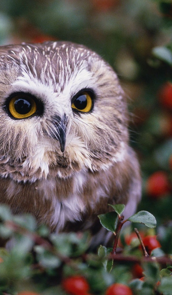 Сова среди красных ягод