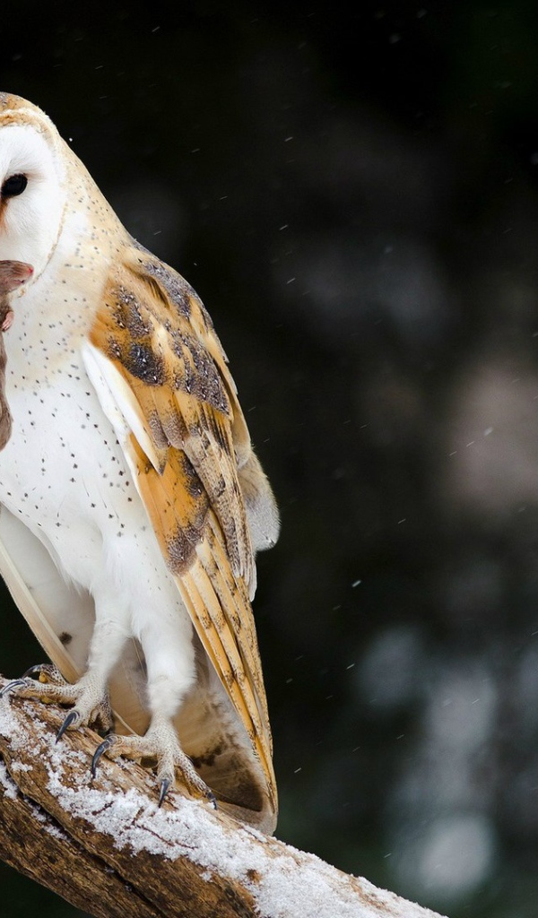 Сова поймала мышь