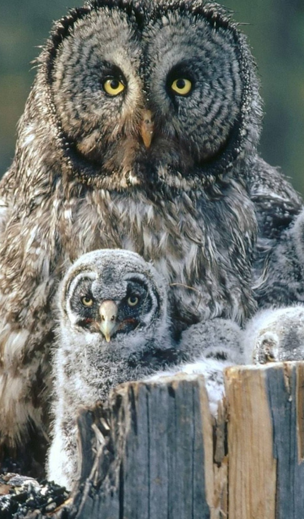 Сова охраняет своих детей