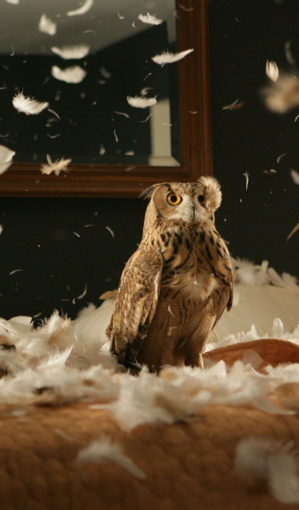 Сова в перьях